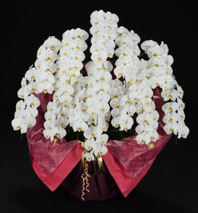 大特価　大輪　胡蝶蘭　コチョウラン　ファレノプシス　花の色　白　15本立て　贈答用　送料無料