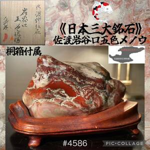 【信濃美術石博物館】 水石 佐渡岩谷口五色メノウ 横11×高7(cm)520g佐渡赤玉石 佐渡錦紅石 赤玉赤石盆栽骨董盆石鑑賞石観賞石太湖石 4586