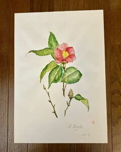 水彩画　素人画　静物画　趣味　椿　八切り　習作　27cm×39cm