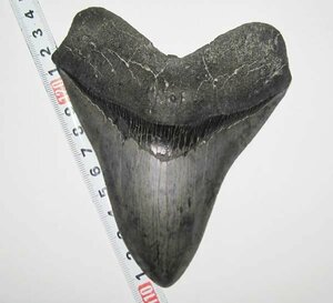 アメリカ ・ フロリダのメガロドン/サメの歯化石　約１３ｃｍ美品