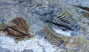 日本の化石　岩手県産、デボン紀中期の三葉虫化石岩体３個セット