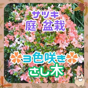 ◆3色咲(中)◆サツキ皐月挿し穂(根なし)x5本①◆オレンジ濃淡白3種咲