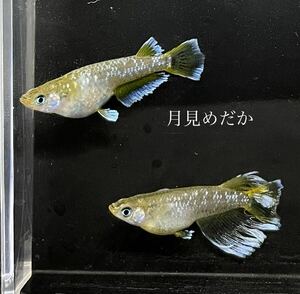 【月見めだか】フロマージュ　幼魚　２５匹+α（計２８匹）《注意事項必読》