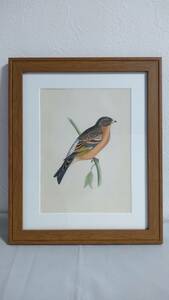 鳥の絵の額装品　ハギマシコ (Mountain Finch)　木版画　木製フレーム　アンティーク