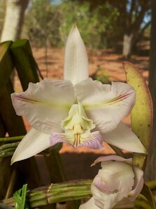 C. nobilior v. amaliae x sib (trilabelo 