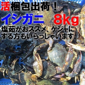 「生出荷！食用イシガニ 石蟹８kg」 活状態での梱包 目安80杯 送料無料 蟹 カニ　松島牡蠣屋 宮城県産