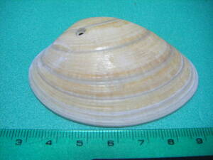 天然採取の貝殻　「正式名不明」　標本　超美品　３３