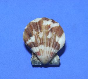 貝の標本 Comptopallium vexillum 37mm.