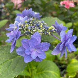 アジサイ ティンカーベル 7.5cmポット 花の苗 紫陽花 加茂ガーデンアジサイ