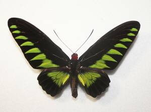 蝶 （標本） アカエリトリバネアゲハ A 大型 開長１４４ｍｍ 