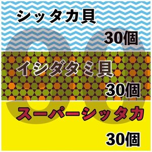 【各30匹 合計90匹】海水水槽コケ取り貝　3種セット　シッタカ　スーパーシッタカ　イシダタミ　★コケトリ貝