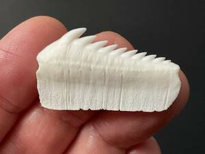 サメ 歯 現生 カグラザメ [SG36] サメの歯 鮫の歯 鮫 牙
