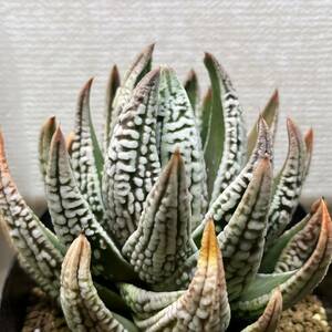 【多肉植物】ハオルチア　ツリスタ　マルギナータ皇帝【Haworthia】