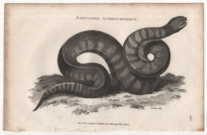 1802年 Shaw 銅版画 ヤスリヘビ科 ヤスリヘビ属 ヒメヤスリヘビ Fasciated Acrochordus 博物画