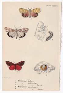 1897年 Sharpe ロイド博物誌 鱗翅目 Pl.88 トモエガ科 ベッラモス クリムゾンスペックルフランキー シナバーモス 博物画