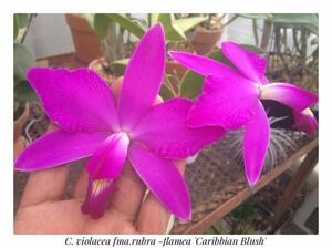 洋蘭カトレア原種(オリジナル株) C.violacea fma.rubra-flamea ‘Caribbian Blush’ sp-c54 