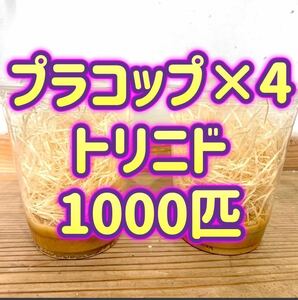 トリニドショウジョウバエ1000匹　【プラコップ250匹 ×4 空コップ・レパシー・木毛おまけつき】 飛ばない　フライトレス ショウジョウバエ