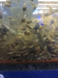 ダルマガエル オタマジャクシ 200匹 生き餌