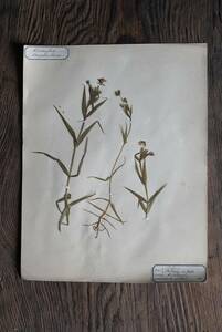 ローヌ地方より 古い植物標本 押し花 / 19世紀・フランス / 古道具 古物 アンティーク 絵画 オブジェ 09