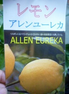 ★果樹苗★柑橘★　アレンユーレカ　レモン　◎育てやすく、実つきの良いレモン♪　養生苗・接木２年生・４号長鉢　１鉢