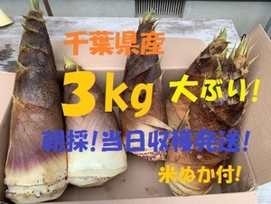 売切数量1! お得3kg 送料無料! 千葉県産 朝採! ぬか付 大ぶり やわらかい 筍 美味しい! 天然物 タケノコ 当日収穫発送 新鮮