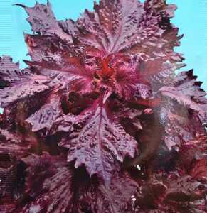 ちりめん赤しその種子 200粒 赤紫蘇 シソ 赤紫色でちぢみのある赤しそ！ 家庭菜園で手軽に作れる！
