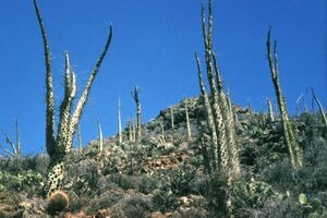 Fouquieria columnaris フォークイエリア コルムナリス 観峰玉 10粒 種子