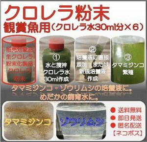 生クロレラ粉末化商品 クロレラ水30ml分×6 タマミジンコ ワムシ ゾウリムシ培養 めだか飼育水 グリーンウォーター ビール酵母 取り扱い