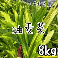 油麦菜/A菜/長野県産/約8kg入/業務用