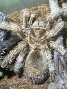 【♀確定】Grammostola sp.North 白コモタランチュラ 体長6cm程 ムカデセンチピードメルラネラカマキリナナフシワラジムシサソリ蜘蛛