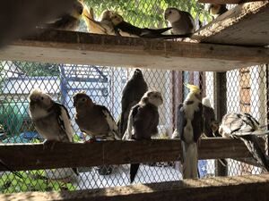 オカメインコ の有精卵3個(食用)Ａ