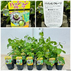 【パッションフルーツ　エドゥリス　黄実　3号　24鉢セット　送料無料】