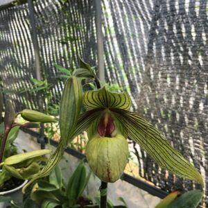 ◇◇洋蘭祭り◇◇ Paph. Harold Koopowitz