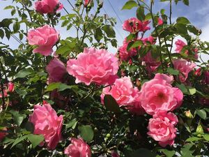 43-3　約80ｃｍ　波打つ花びら　スパニッシュビューティー　つるバラの名花　早咲き　大輪　他の植物と同梱可能