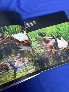 写真集 伊東昭義 公園の天使たち 求龍堂 (定価4180円) Japanese beautiul creatures and flowers photography book