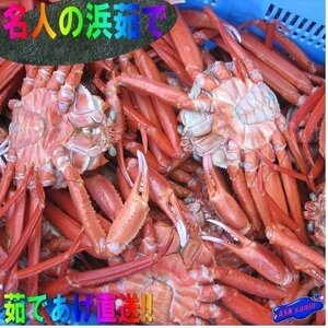 2本、釜揚げ直送!!【名人の浜茹で蟹5kg】大量、当店自慢の、山陰境港産...「紅蟹5kg」