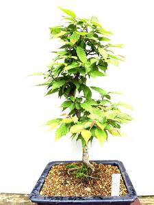 盆栽　小品素材　「赤芽ソロ」　大きさ46cm(鉢含む)