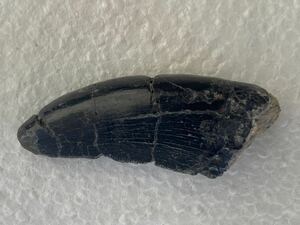 アロサウルス　モリソンブラック！　超希少種４センチオーバーの成体歯化石　ジュラ紀　ティラノサウルス科　ユタ州産