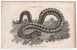 1802年 Shaw 銅版画 クサリヘビ科 クサリヘビ属 ヨーロッパクサリヘビ Common Viper 博物画