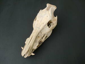イノシシ　猪　頭骨　スカル　骨　牙　歯　標本　資料　研究　コレクション　ディスプレイ　長期保管　いのしし　頭蓋骨　オブジェ