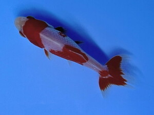 福嘉金魚 動画あり！ 上物 更紗和金 錦鯉のような綺麗な紅白！ 横見上見最高! 木下産 約9～10センチ 当歳 現物 １匹 SSW-10 ⑤-1 金魚 滋賀