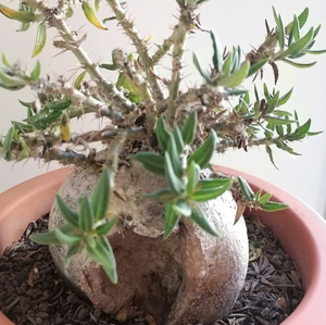 【種子】パキポディウム・サキュレンタム　Pachypodium succulentum種子20粒【送料無料】