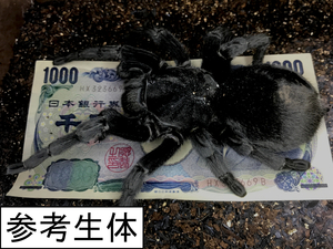 【タランチュラ】匿名配送 ♀個体 ブラジリアンブラックバードイーター Grammostola pulchra［本州・四国のみ発送可］