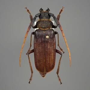 ボルネオ産 ウスバカミキリ Sarmydus antennatus 25mm【標本】