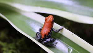 死着保証あり　レティキュレータ　セアカヤドクガエル　1匹　Ranitomeya reticulata