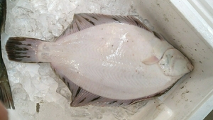 （魚）青森産マコガレイ1匹良型