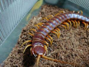 国内ＣＨ全長２５センチ越え！ Scolopendra viridicornis ぺルビアンタイガーセンチピード ムカデ