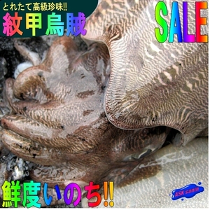 超特大「紋甲烏賊/3尾位で4kg」お刺身用、山陰境港産