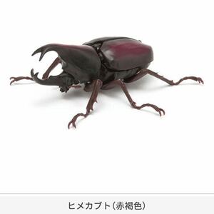 ヒメカブト 赤褐色 かぶとむし03 いきもの大図鑑