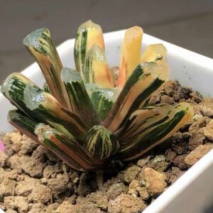 多肉植物　ハオルチア　玉万錦　(玉扇×万象)希少　極上斑